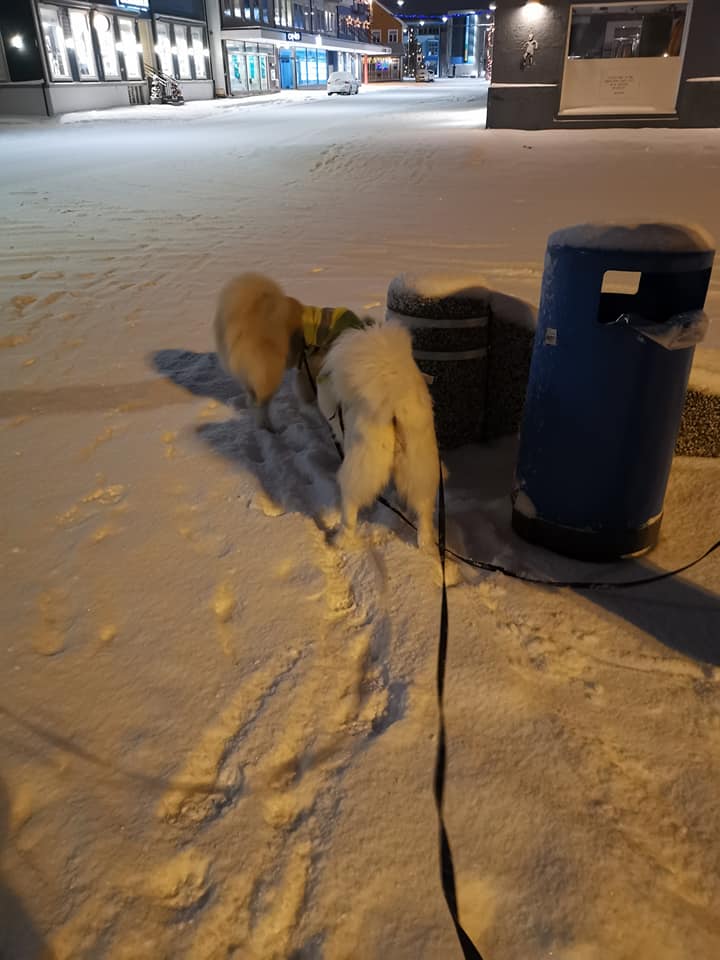 Etter en stress situasjon, hva gjør jeg med min Samojed?